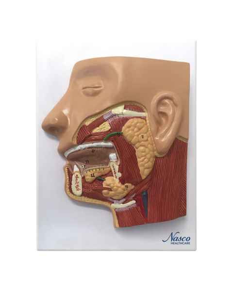 Nasco MG31317 Digestive System Model, 3 Parts - Front View