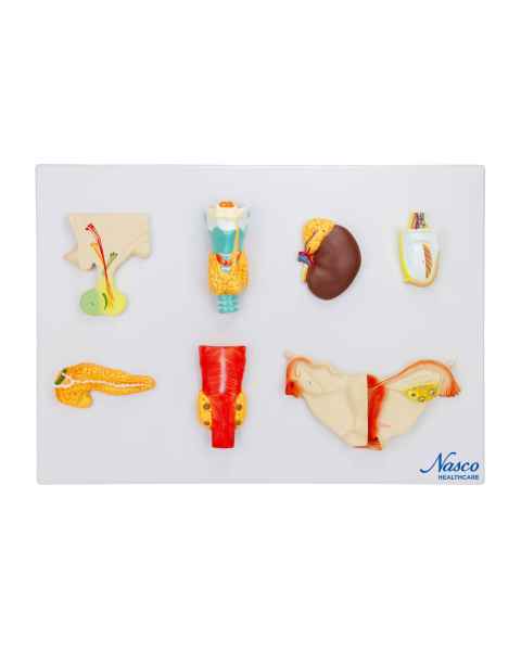Nasco MG31320 Endocrine System Model