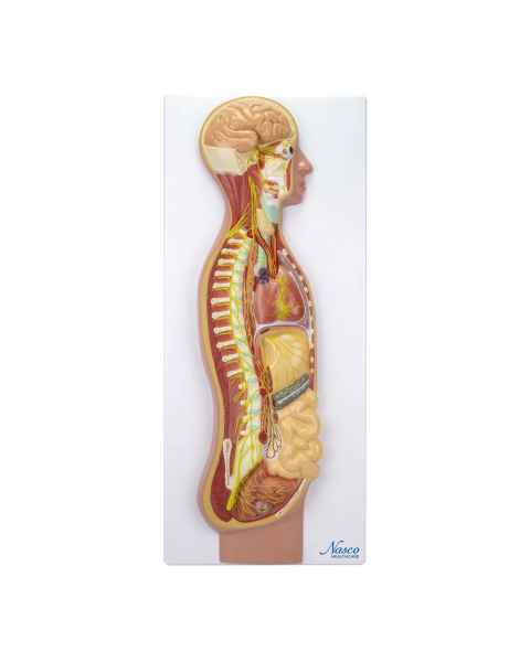 Nasco MG31332 Sympathetic Nervous System Model, 2/3 Life-Size - Angle 1