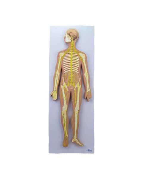 Nasco MG31333 Nervous System Model, Half-Size - Angle 1