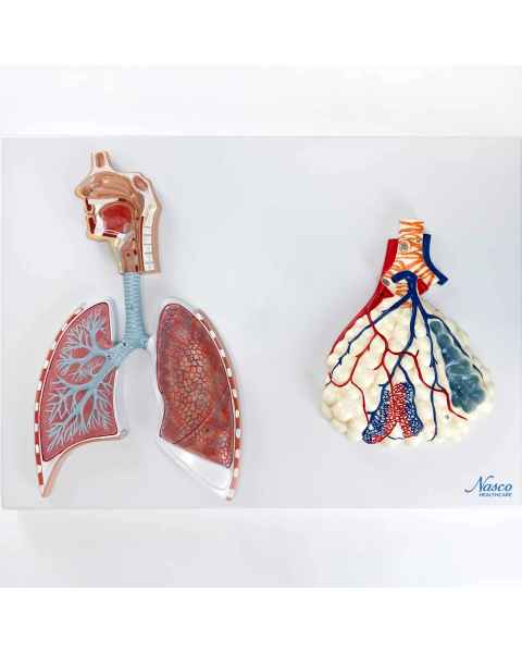 Nasco MG31336 Respiratory System with Alveoli Model, 150x Enlarged