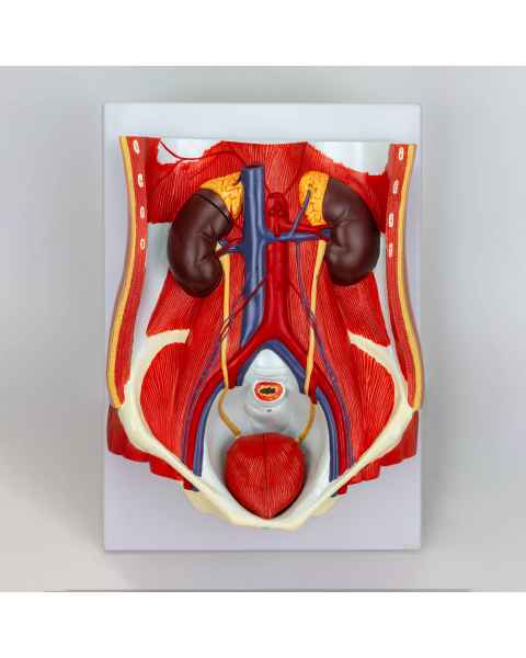 Nasco MG31345 Dual-Sex Urinary System Model, 6 Parts - Male Urinary System