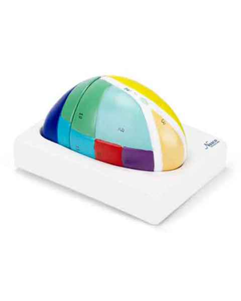Nasco MG31533 Thalamus Model, 5x Enlarged, 2 Parts