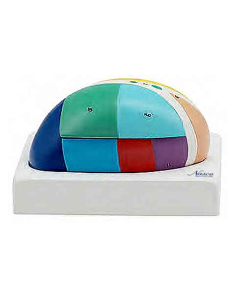 Nasco MG31534 Thalamus Model, 5x Enlarged, 5 Parts