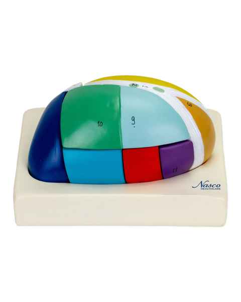 Nasco MG31535 Thalamus Model, 5x Enlarged, 7 Parts - Angle 1