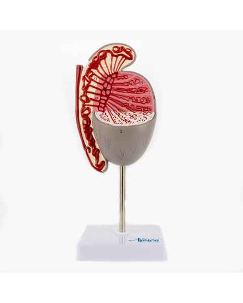 Nasco MG31912 Testicle Model, 3.5x Enlarged - Front View
