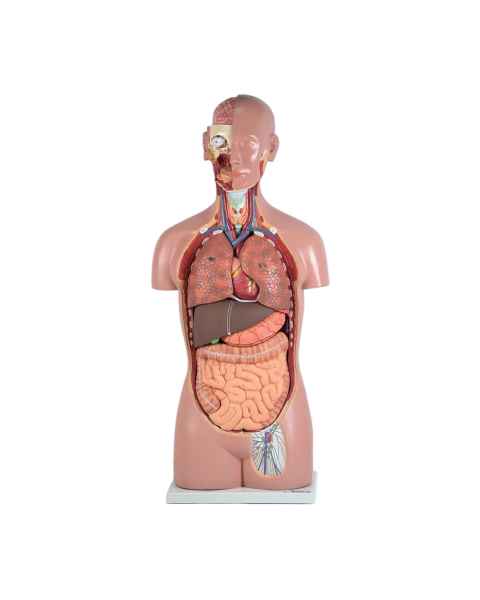 Torso Anatomy Models | Human Torso Models