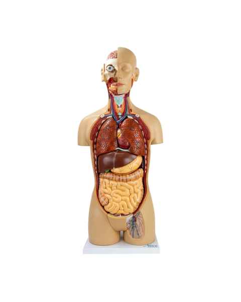 Nasco MG31998 Classic Unisex Torso Model, 18-Part