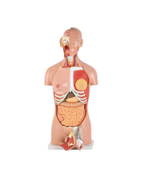 Nasco MG31999 Classic Dual-Sex Torso with Opened Neck and Back Model, 28-Part