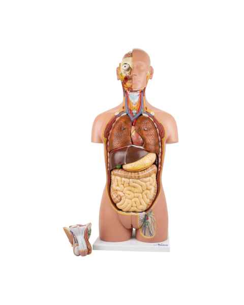 Nasco MG32003 Deluxe Dual-Sex Torso with Opened Neck and Back Model, 27-Part, Front  View with Interchangeable Urogenital