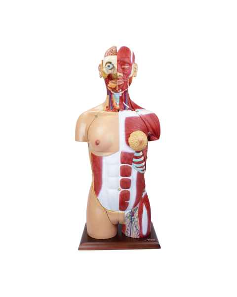 Nasco MG32004 Dual-Sex Muscular Torso with Opened Neck and Back Model, 28-Part, Front View