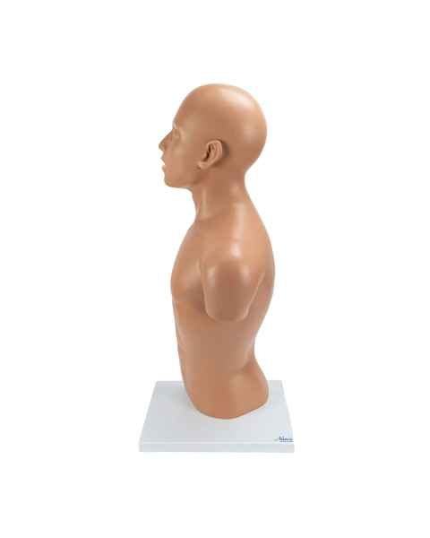 Nasco MG32013 Nasogastric Tube Torso Model
