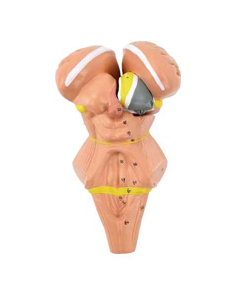 Nasco MG32071 Brainstem and Hypothalamus Model, 2x Enlarged, 4 Parts - Angle 1
