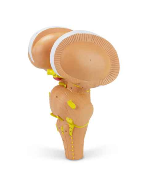 Nasco MG32072 Brain Stem Model, 3x Enlarged - Angle 1