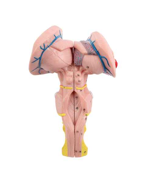 Nasco MG32074 Brainstem, Cerebellum, and Fourth Ventricle Model, 3 Parts - Angle 1