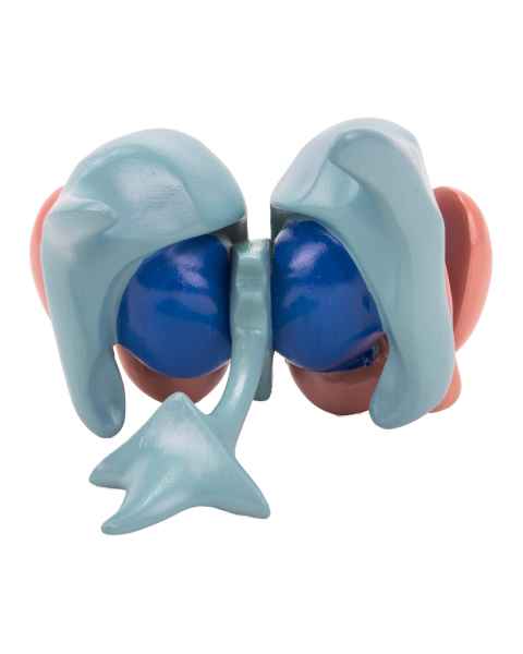 Nasco MG32216 Cerebral Ventricle and Basal Nucleus Model - Angle 1