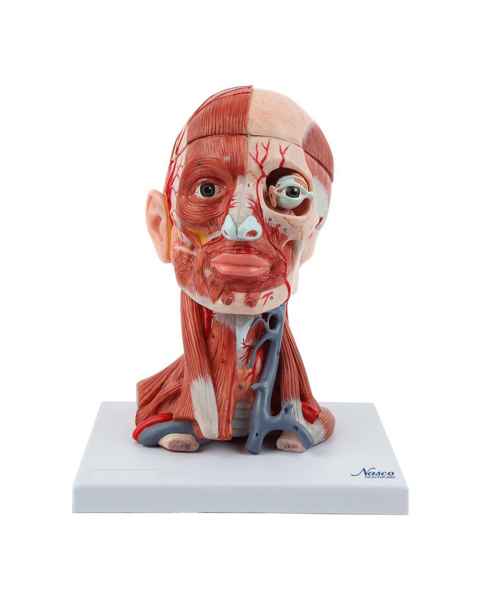 Nasco MG34921 Neck and Head Musculature Model, 10 Parts - Angle 1