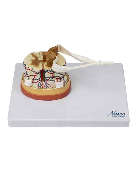 Nasco MG34926 Spinal Cord with Nerve Endings, 6x Enlarged - Angle 1