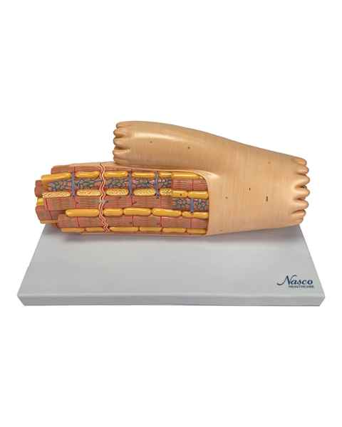 Nasco MG34954 Micro-Anatomy Cardiac Muscle Fiber Model, Enlarged - Front View