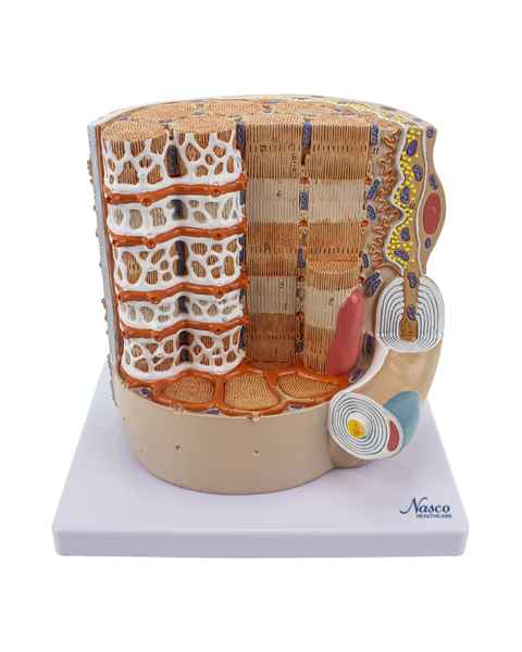 Nasco MG35050 Micro Anatomy of Muscle Fiber Model, 10,000x Enlarged - Front View