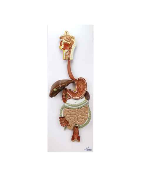 Nasco MG35391 Digestive System Model, 2 Parts - Front View