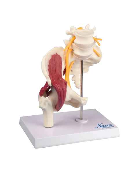 Nasco MG35509 Hip with Muscles and Sciatic Nerve Model - Front View