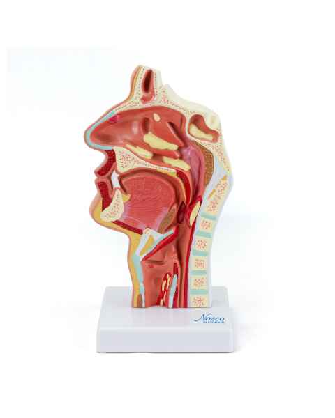 Nasco MG35531 Nasal and Oral Cross-Section Pathology Model, Front View