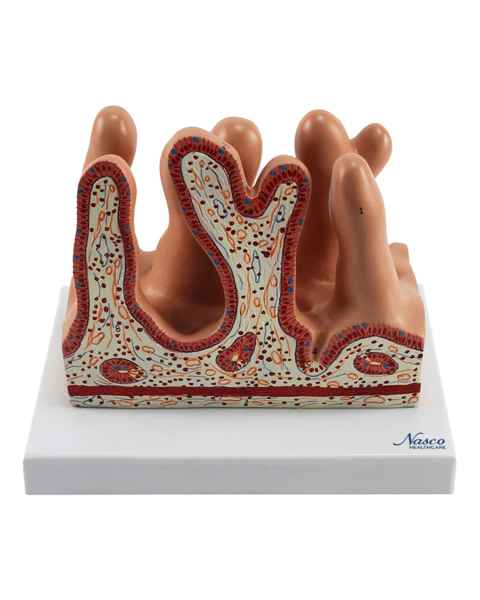 Nasco MG35533 Micro Anatomy Intestinal Villus Model, 400x Enlarged - Front View