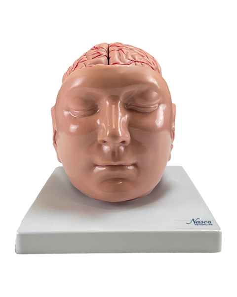Nasco MG36150 Brain with Arteries Model, 9 Parts - Angle 1