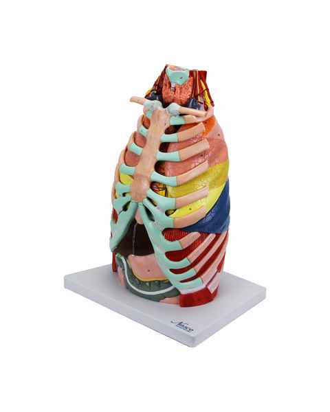 Nasco MG36904 Thoracic Cavity Model, 16-Part, Left Angle View