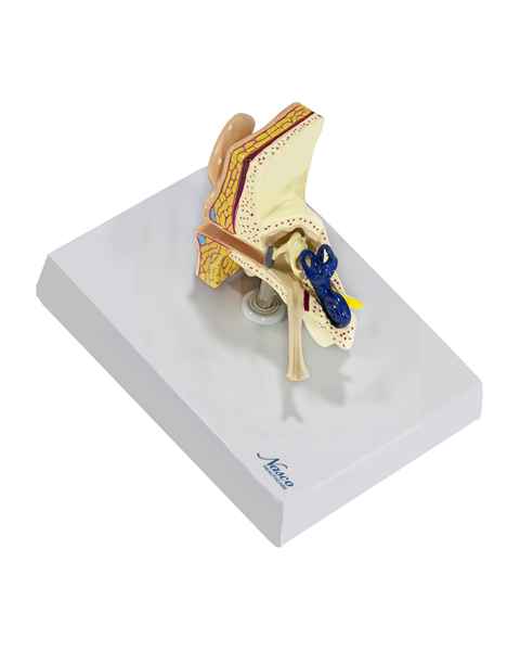Nasco MG36905 Ear Model, Left Top Angle View
