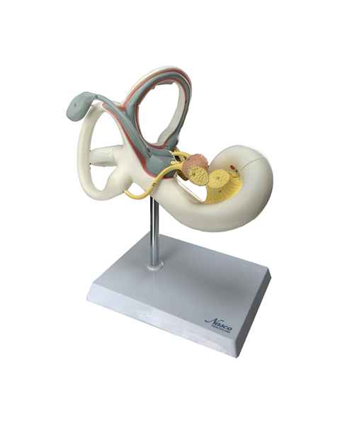 Nasco MG38393 Cochlea Model, 8x Enlarged, 2 Parts, Left Angle View
