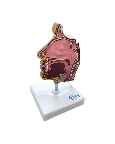 Nasco MG38417 Nasal Sinus Cross-Section Model