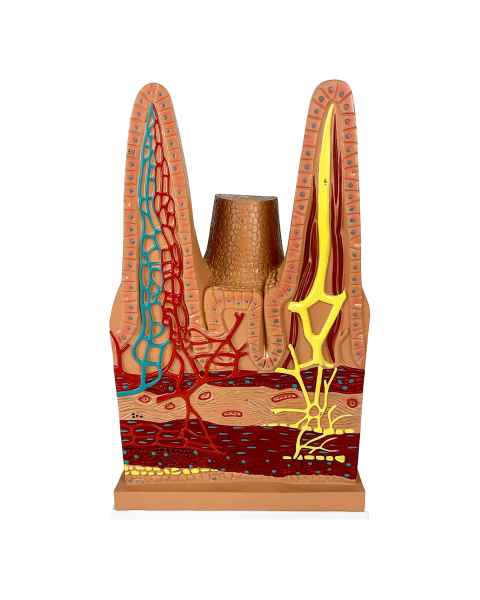 Nasco MG38529 Intestinal Villi Model, 100x Enlarged - Front View