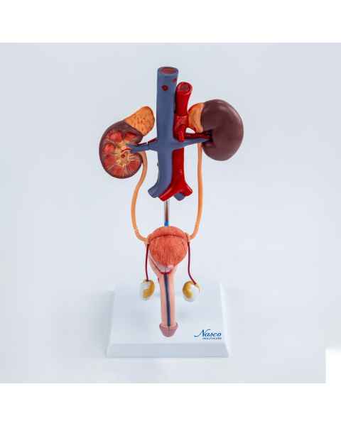 Nasco MG40887 Male Urinary System Model - Front View