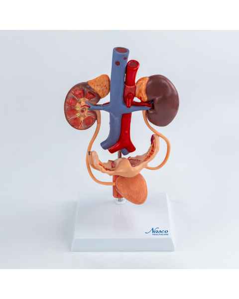 Nasco MG40888 Female Urinary System Model - Front View