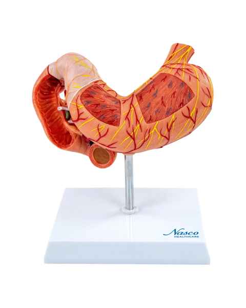 Nasco MG40891 Stomach with Pancreas and Duodenum Model, 3 Parts - Front View