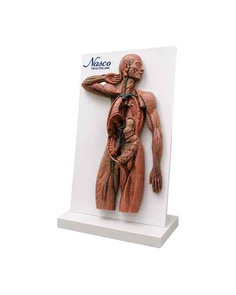Nasco MG42722 Human Lymphatic System Model