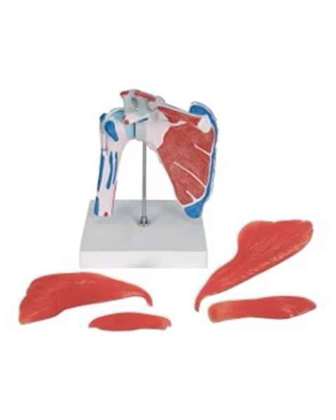 Nasco MG42797 Human Shoulder Joint With Rotator Cuff, 5 Parts - Disassembled