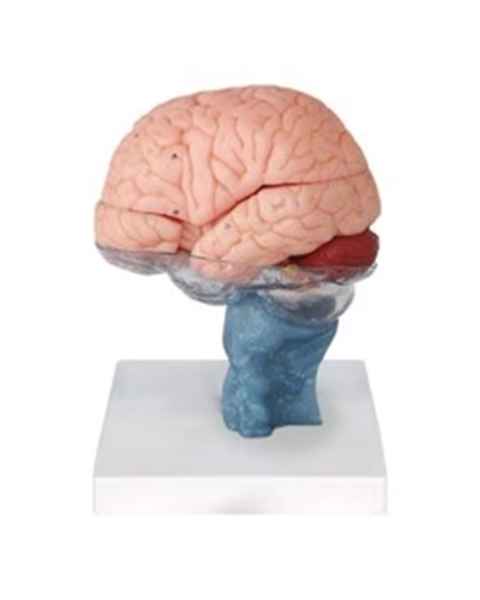 Nasco MG42799 Human Brain with Cervical Spine, 15 Parts