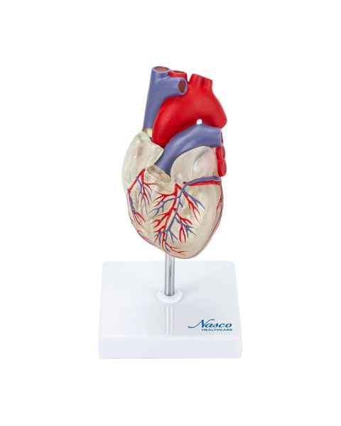 Nasco MG7330 Transparent Heart with Conductive System Model