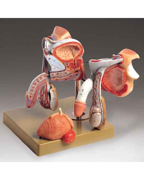Male Genital Organs