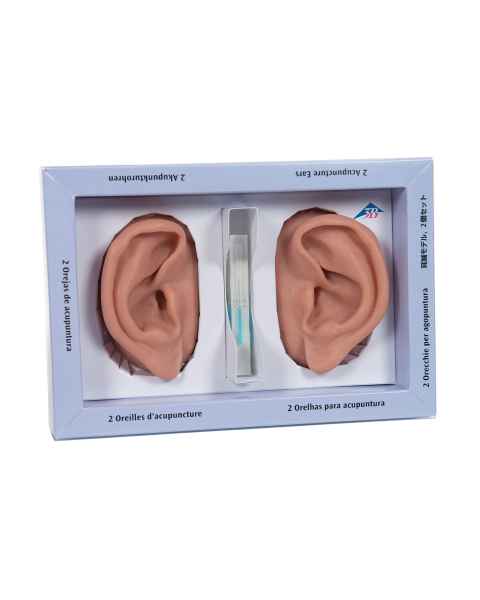 3B Scientific N15 Acupuncture Ear Models - Set of Left and Right Ear