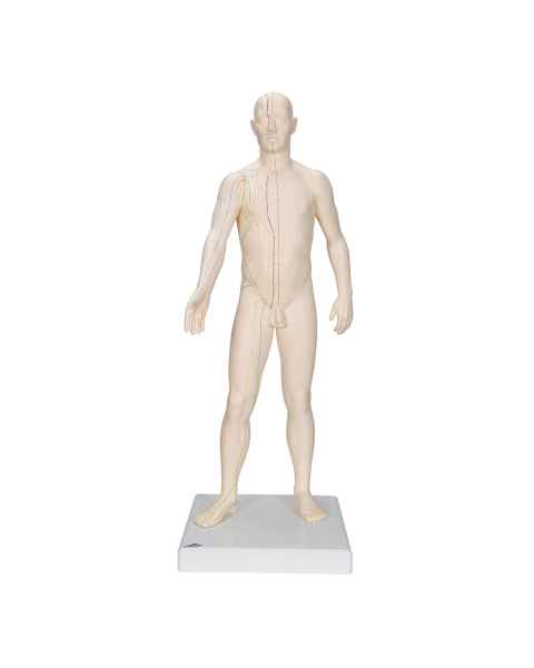Acupuncture Model - Male