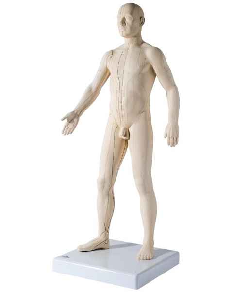 Acupuncture Model - Male