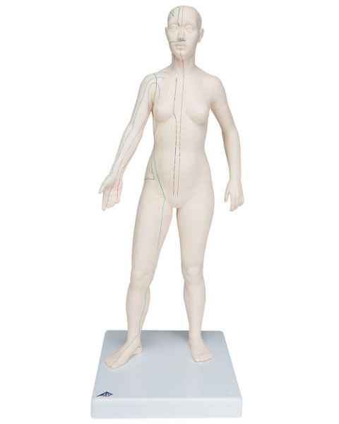 Acupuncture Model - Female