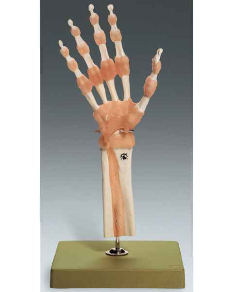 Functional Model of the Hand and Wrist