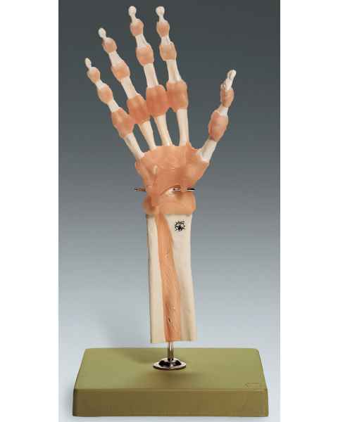 Anatomical Model Showcasing Human Hand Structure With Muscles And Bones Ideal Education Medical Illustration 347758790
