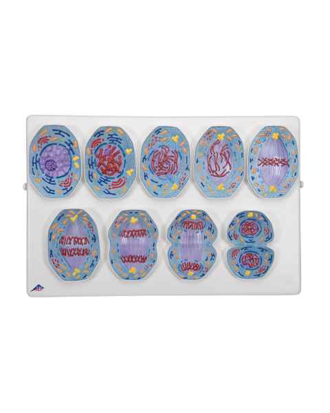 Mitosis Model