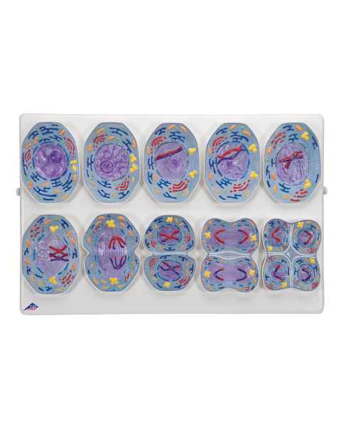 3B Scientific R02/1 Meiosis Model